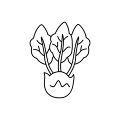 Fototapeta premium Kohlrabi vegetable icon in line style icon, isolated on white background