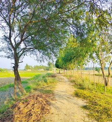 tree in the country road field
