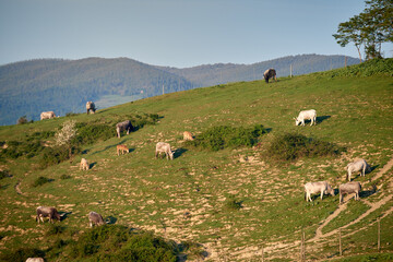 Maremmana cows in the field in Tuscany