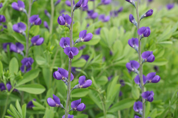 Baptisia australis, commonly known as blue wild indigo in flower.