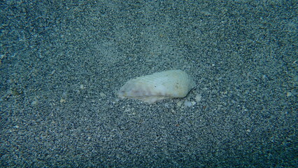 Bivalve mollusk transverse ark or transverse ark clam (Anadara sp. transversa var.) undersea, Atlantic Ocean, Cuba, Varadero © Alexey
