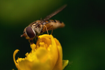 A bee collects pollen on a yellow flower.