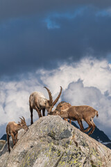 Several ibex in the Ticino mountains licking a salt stone near a mountain hut.