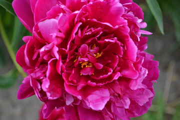 pink and white flower