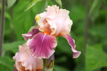 Bearded Iris 'Carnaby'  in flower.