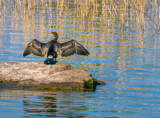 Great Cormorant spreading its wings to dry them in the summer sun on the shores of the Upper Zurich Lake (Obersee), near Rapperswil, St. Gallen, Switzerland