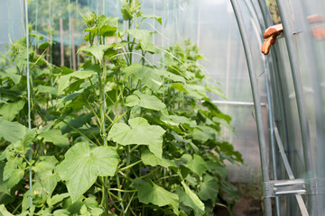 Part of the cucumber plant with lots of vegetables, leaves and stems in the greenhouse