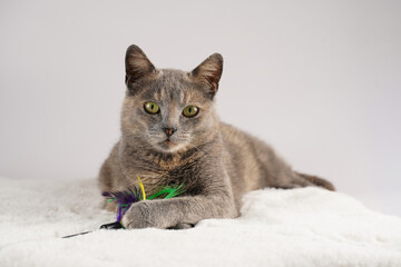 Adult european short hair cat blue tortie laying on a white faux fur rug with its toy and looking into the camera