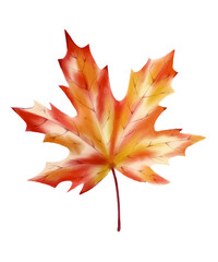 Colourful autumn watercolour leaf. Watercolor isolated on white background.