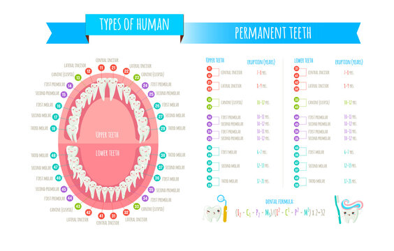 Human dental numbering system infographic. 