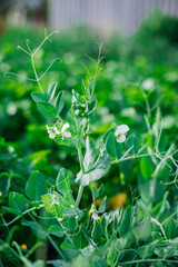 Green pea sprouts. Green peas in the field. Close-up of leaves and flowers. Agricultural industry. An organic product.