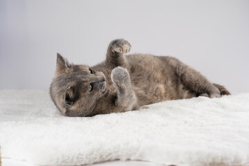 Adult european short hair cat blue tortie laying on a white faux fur rug actively playing with its...