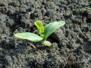 The first sprout of zucchini on the field close-up. Sprouted squash at sunrise, cotyledons. Gardening concept. A sprout of squash from cotyledon leaves. Macro photography.