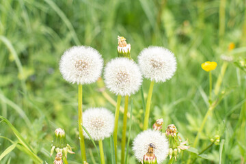 Field spring flowers and faded dandelions in the garden in the meadow