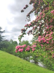 nature, park, flower, green, sky, summer, spring, tree, flora, beauty, beautiful