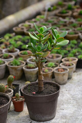 Crassula - a genus of succulent plants, on a shelf in a greenhouse