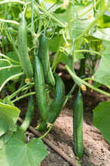 Part of the cucumber plant with lots of vegetables, leaves and stems in the greenhouse