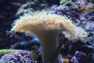 White coral in marine aquarium