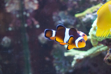 Fototapeta na wymiar Two anemone fish swimming in aquarium