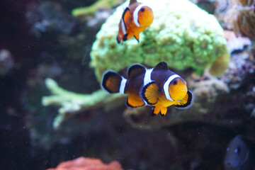 Fototapeta na wymiar Two anemone fish swimming in aquarium