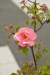 Blooming pink rose, city square background