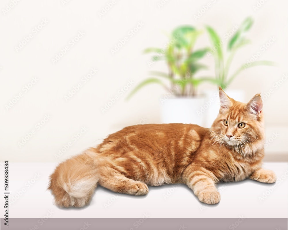 Poster Portrait of a cute cat lying on the floor at home. Fluffy purebred. Adorable pet concept.