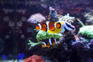 Obraz na płótnie Canvas Two anemone fish swimming in aquarium