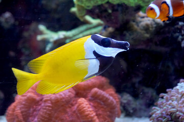 Fototapeta na wymiar Yellow, black and white Foxface Rabbitfish swimming in aquarium
