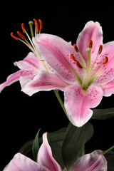 lily flower isolated on black background