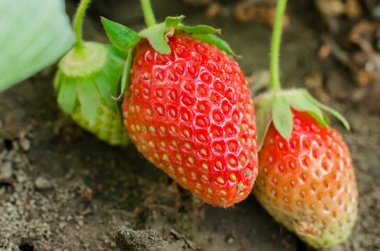 Ripe juicy strawberries close-up on a bush. Strawberry variety San Andreas