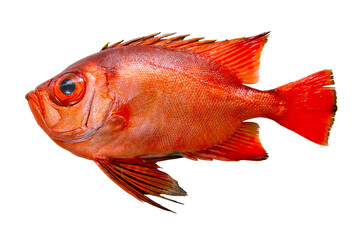 Red colored delicious fish 