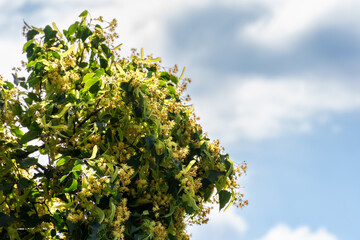 linden blossom in jun. beautiful nature background on a sunny day. branches in sunlight in front of a blue sky. plant used in medicine