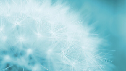 Dandelion cap with seeds close-up. Summer floral background. Airy and fluffy wallpaper. Light blue tinted backdrop. Dandelion parachutes wallpaper. Macro