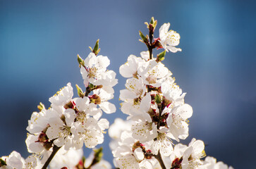 Apricot tree blossoms