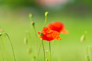 Obraz premium Poppies in nature. Minimalistic shot with blurred background. Flowers and poppies