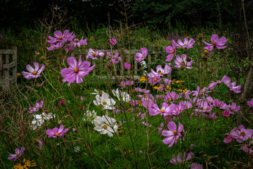 Pink and white flowers on grass background with bench