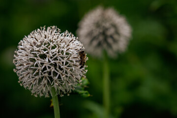 Round white flower with bee on green background