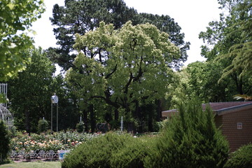 Obraz premium 鶴舞公園