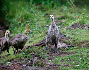 A family of canada geese on the lake