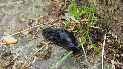 babosa de color negro brillante y textura rugosa comiendo hierva en primavera, la coruña, españa, europa