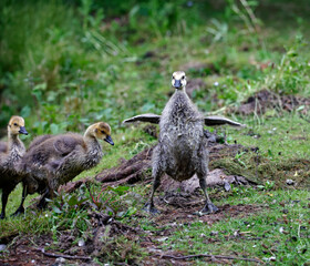 A family of canada geese on the lake
