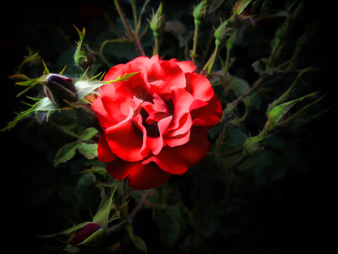 Red rose with leaves on a black background. Illustration