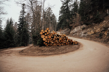 Forest autumn road