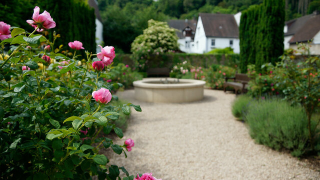 Rosen in einem Innenhof / Garten in Bad Karlshafen