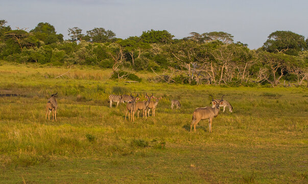 Group of kudu walks in iSimangaliso Wetland Park with zebras in the savannah landscape. South Africa game drive safari.