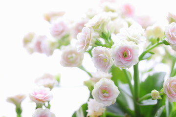 Fototapeta na wymiar 八重咲きのカランコエ のクローズアップ