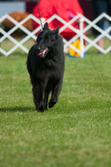 Belgian Sheepdog walking towards camera at a dog show in NY