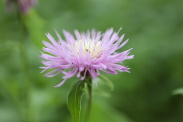 flower on grass