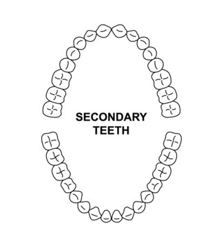 Secondary teeth dentition anatomy. Adult human upper and lower jaw. Adult tooth arrival chart. Permanent teeth silhouette