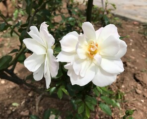 white flowers in the garden